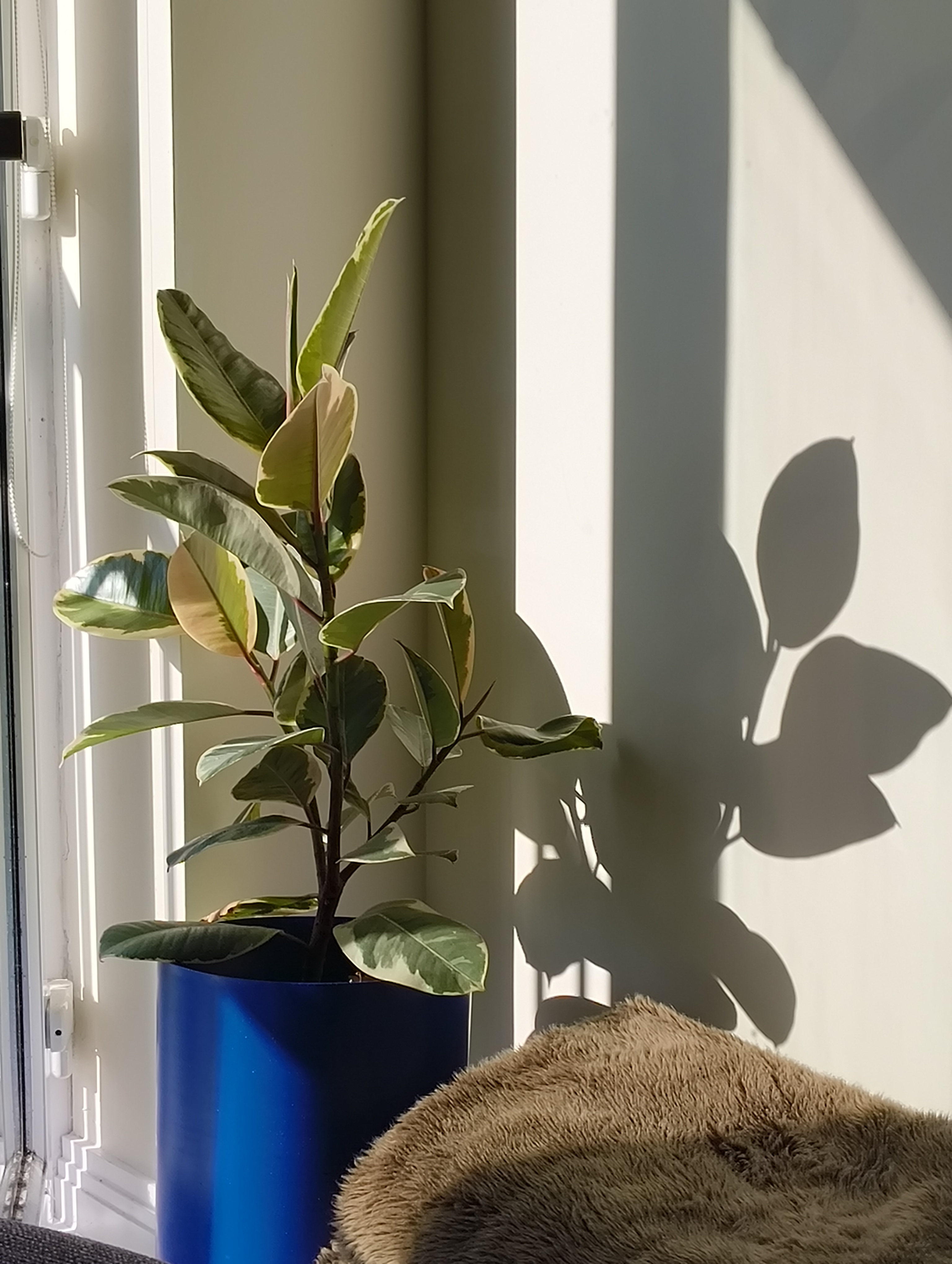 Houseplant